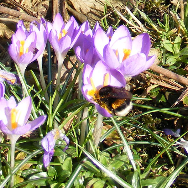 Bescherm de insecten, neem een hor in plaats van een spuitbus